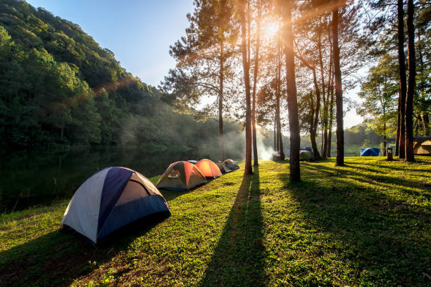A photo of adventures camping and tent under the pine forest