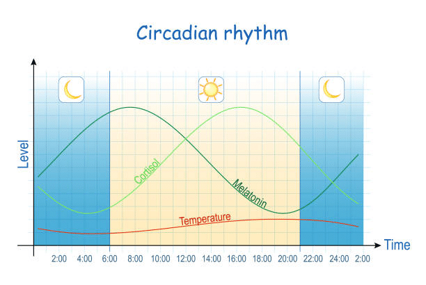 Illustration of how circadian rhythm works 