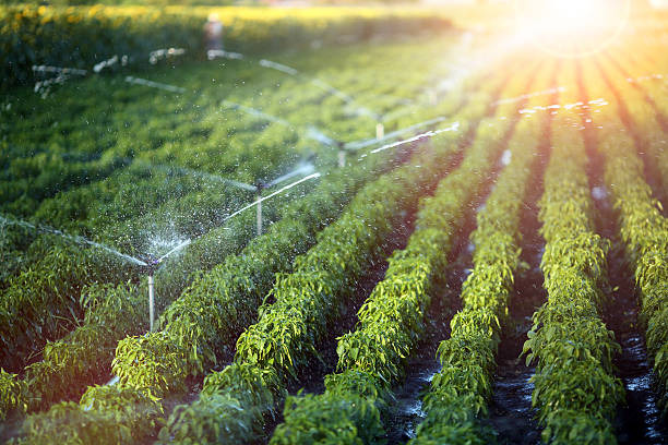 The Role Of Water In Sustainable Agriculture