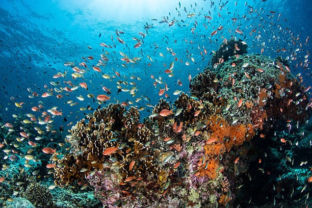 The Wonders Of Underwater Ecosystems