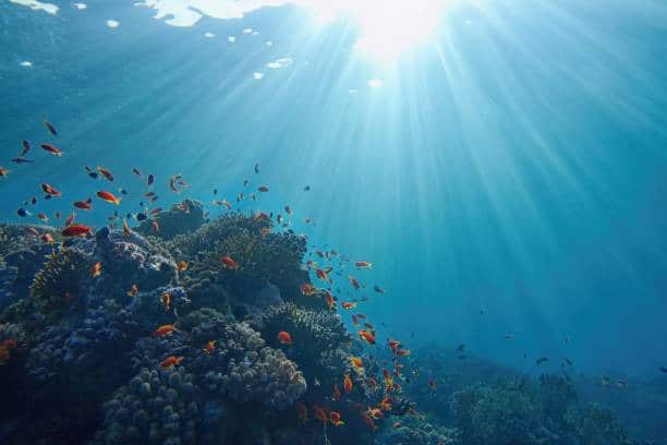 Biodiversity In Aquatic Environments