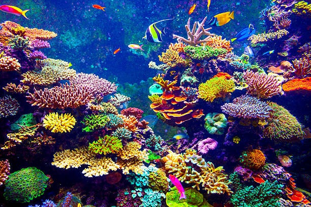 Coral Reefs