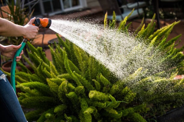 Showering Plants with water