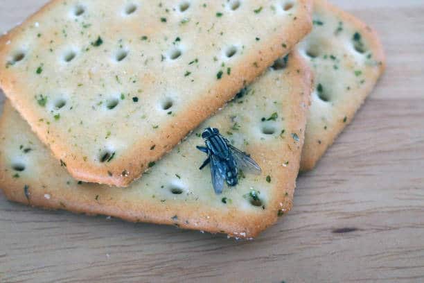 A fly insect on top of a biscuit